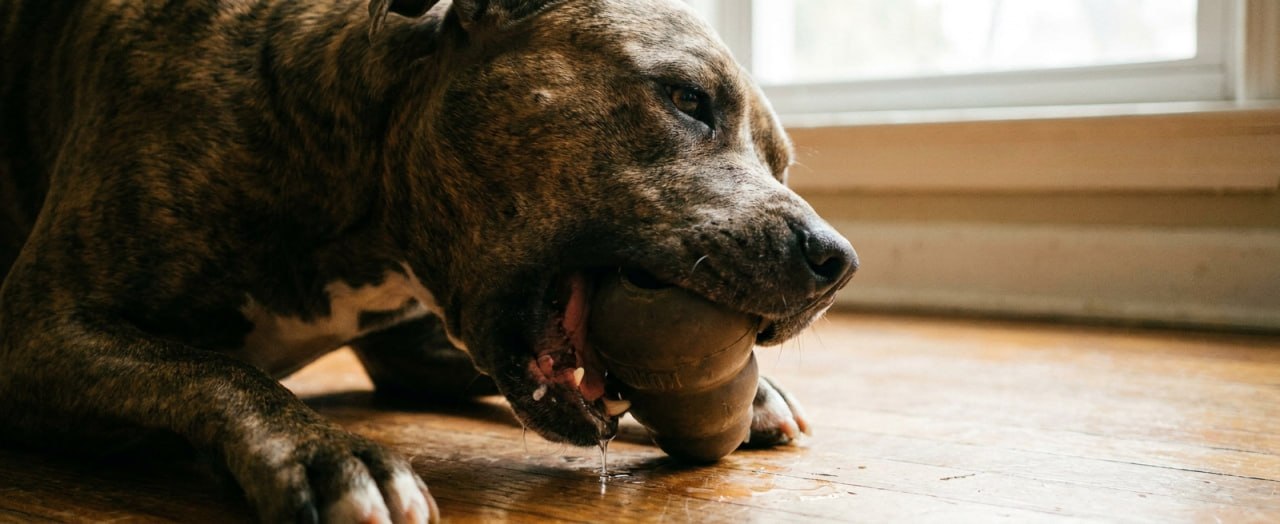 Best Toys for Aggressive Chewers: What Actually Lasts