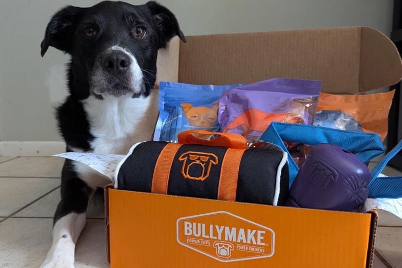 How to Choose a Dog Subscription Box: What Actually Matters