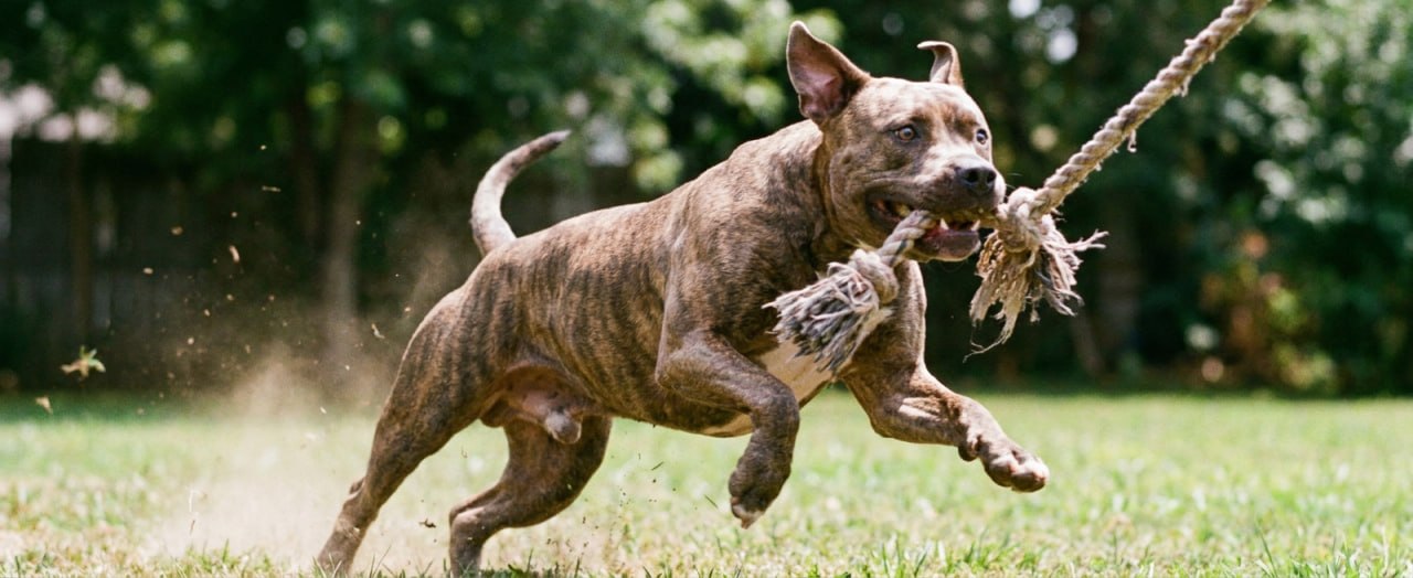 Best Dog Subscription Boxes for Pit Bulls (2026)