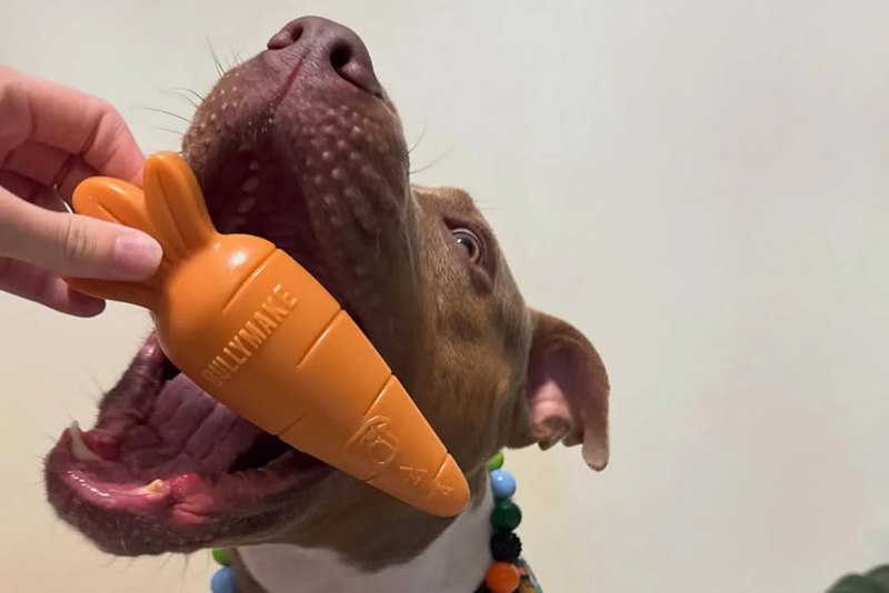 Best Dog Subscription Boxes for Pit Bulls (2026)