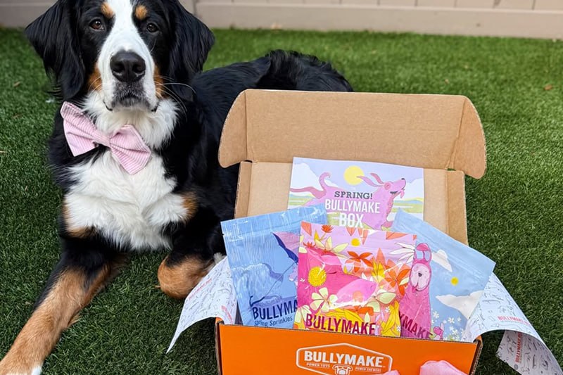 We Tested 10 Dog Subscription Boxes. Here's the Honest Truth.