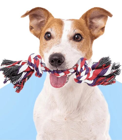 Pacific Pups card