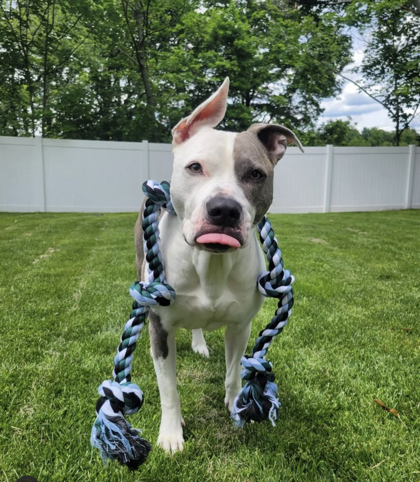 Pacific Pups — in article